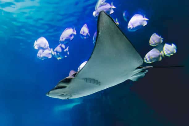 Raie dans l'aquarium de Nausicaá