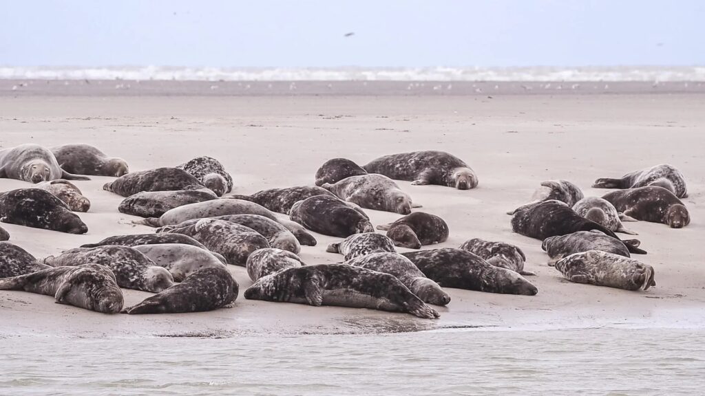 Phoques sur la Côte d'Opale